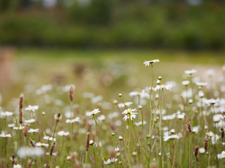 View of flowers in a park