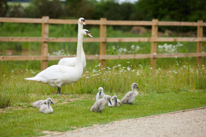 Swans with their cygnets 