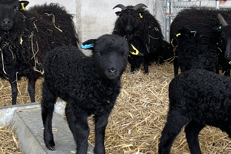 Lamb and sheep in a barn	