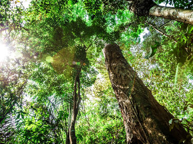 A view of a large tree from the trunk looking up